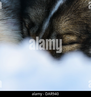 De couchage Husky Sibérien, close-up Banque D'Images