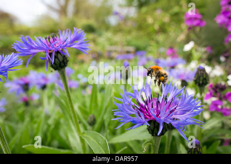 Bombus pascuorum Bee ; ; sur le bleuet centaurea montana ; Royaume-Uni ; Banque D'Images