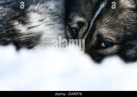 Husky de Sibérie, portrait, Suède Banque D'Images