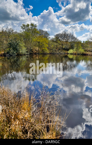 Breney commun ; Wildlife Trust Réserver ; Cornwall, UK Banque D'Images