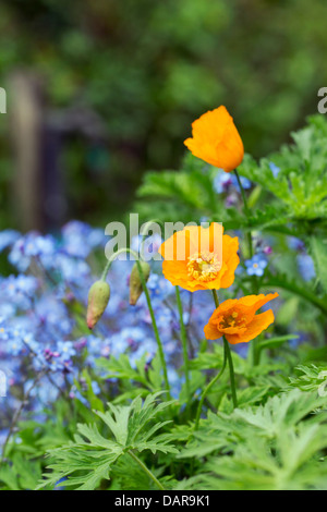 Pavot de californie Eschscholzia californica ; ; ; Cornwall UK Banque D'Images