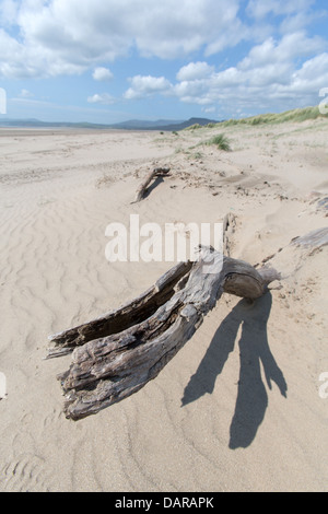 Ville de Harlech, Pays de Galles. Vue paisible pittoresque de bois flotté sur la partie nord de Harlech Beach. Banque D'Images