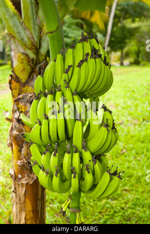 Bananier Banque D'Images