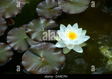 Nénuphar blanc avec centre jaune flottant dans un étang à côté de vert foncé et violet de nénuphars. Banque D'Images