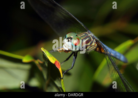 Une libellule bleue avec bijou comme yeux composés repose sur une branche tout en se nourrissant d'un petit insecte. Banque D'Images