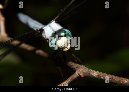 Une libellule bleue avec bijou comme yeux composés repose sur une branche. Banque D'Images