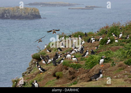Les macareux survolant une colonie sur le haut d'une falaise Banque D'Images
