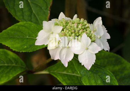 Premiers stades de la floraison des hortensias japonais close up rose délicates fleurs blanches contraste avec des feuilles vertes Banque D'Images