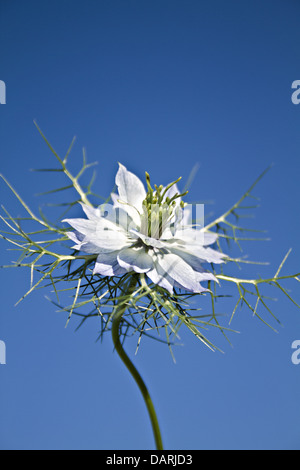 Love-dans-un-mist déchiquetés, dame, bleu pâle, Nigella damascena Banque D'Images