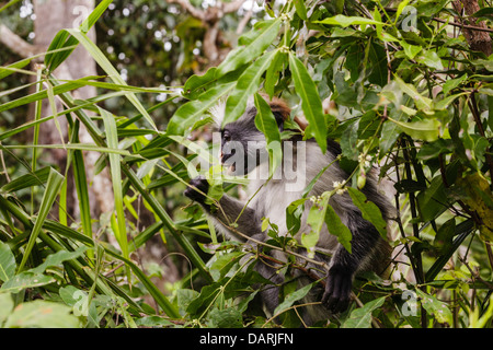 L'Afrique, Tanzanie, Zanzibar, la forêt de Jozani Chakwa Bay National Park. Red colobus monkey en arbre. Banque D'Images