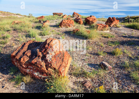 USA, Arizona, Holbrook, Petrified Forest National Park, le bois pétrifié sur bûches géantes Trail Banque D'Images