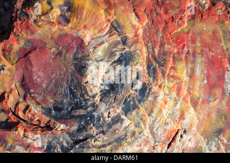 USA, Arizona, Holbrook, Petrified Forest National Park, le bois pétrifié sur longue piste de journaux Banque D'Images