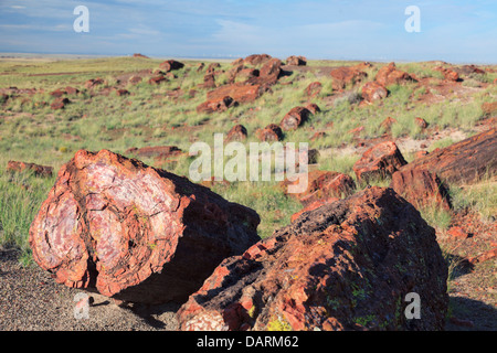 USA, Arizona, Holbrook, Petrified Forest National Park, le bois pétrifié sur longue piste de journaux Banque D'Images