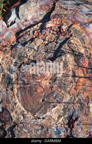 USA, Arizona, Holbrook, Petrified Forest National Park, le bois pétrifié sur longue piste de journaux Banque D'Images