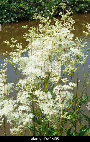 La spirée blanche sauvage Fleurs sur Banque du Trent et Mersey Canal près de Hassall Cheshire verte Angleterre Royaume-Uni UK Banque D'Images