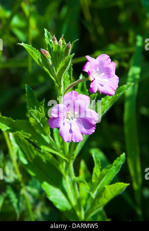 Pinky purple Super Wiilowherb en fleurs fleurs par chemin de halage du canal de Trent et Mersey Rode Heath Cheshire England Royaume-Uni UK Banque D'Images