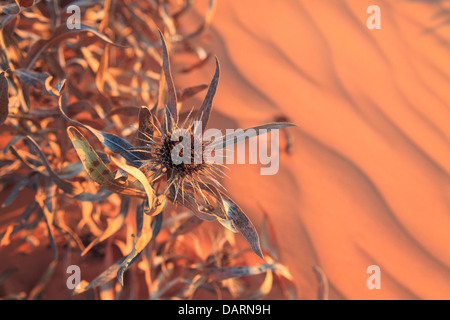 USA, Utah, fleurs sauvages dans la région de Coral Pink Sand Dunes State Park, près de Zion Canyon Banque D'Images