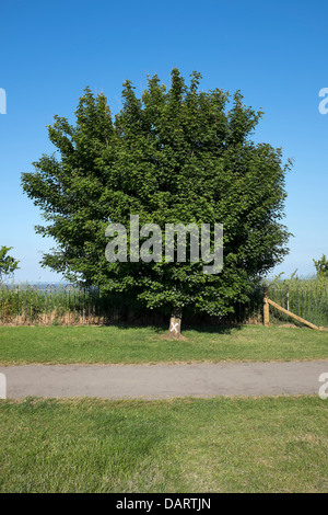 Marqués avec arbre marqueur X peint Banque D'Images