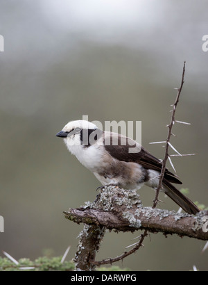 L'Afrique, Tanzanie, Serengeti. Blanche du nord (Eurocephalus ruppelli migratrice). Banque D'Images