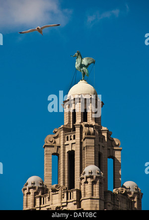 Goéland argenté volant près de liver bird Banque D'Images