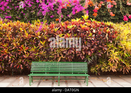 Banc vert en face de couverture colorée avec bouganvillea et autres arbustes. Banque D'Images