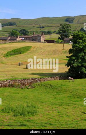 Ballots de foin dans un champ près du Pennine Way in Hawes, Wensleydale, Yorkshire du Nord, Yorkshire Dales National Park, England, UK. Banque D'Images