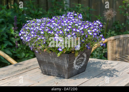 Table de jardin décoré avec des lobélies bleu Banque D'Images