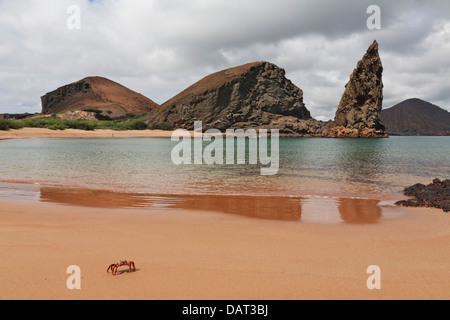 Sally Lightfoot Crab, Pinnacle Rock, Bartolome Island, îles Galapagos, Equateur Banque D'Images