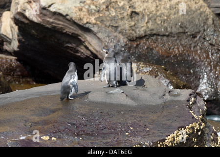 Spheniscus mendiculus manchot des Galapagos, Tage, Cove, l'île Isabela, îles Galapagos, Equateur Banque D'Images