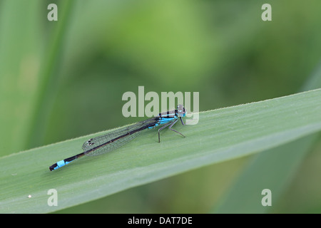 Le cerf bleu Libellule Ischnura elegans (Bluetail commun) Banque D'Images