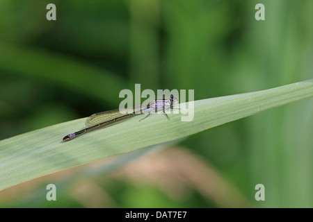 Le cerf bleu Libellule Ischnura elegans (Bluetail commun) Banque D'Images