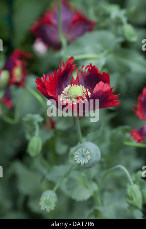 Papaver somniferum Drama Queen, feuilles de laitue poppy Banque D'Images