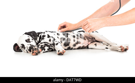 Examen vétérinaire du chien Dalmatien Banque D'Images