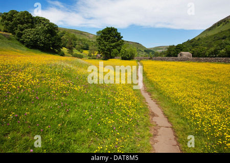 Sentier pavé à travers prés Renoncule à Muker Swaledale England Yorkshire Dales Banque D'Images