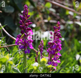 Early Purple Orchid poussant sur l'île anglo-normande de Guernesey Banque D'Images