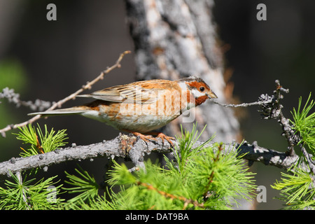 (Emberiza leucocephalos Pine), Baikal, Sibérie, Russie Banque D'Images