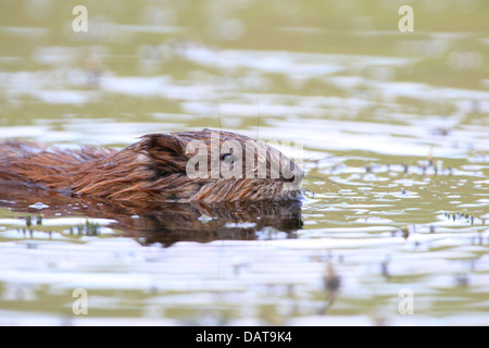 Le rat musqué, Ondatra (Ondatra zibethicus) au lac Baikal, Sibérie, Russie. Banque D'Images