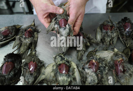 Les étourneaux, les oiseaux qui sont le plus grand ennemi de cherry growers sont maintenant un sur le menu du restaurant 'Le Pronckheer' dans la ville hollandaise Cothen, Pays-Bas. Les étourneaux sont dans les Pays-Bas au cours de la récolte de cerises sauvages nuisibles, et donc ils peuvent être abattus. Presque toujours les oiseaux morts sont jetés, mais propriétaire de l'Pronckheer Arjan Smit veut mettre fin à ce gaspillage de nourriture. L'étourneau est maintenant un plat régional très savoureux. Le goût est semblable à celle de la perdrix, a déclaré Smit, et est donc un vrai régal. Pour un dîner par personne il y a environ six à sept étourneaux requis. Le propriétaire o Banque D'Images