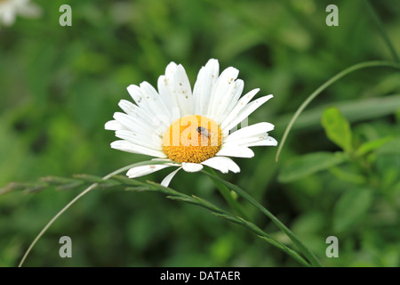 Gros plan du wild daisy fleur avec une mouche sur elle Banque D'Images