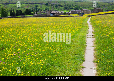 Sentier pavé à travers prés Renoncule à Muker Swaledale England Yorkshire Dales Banque D'Images