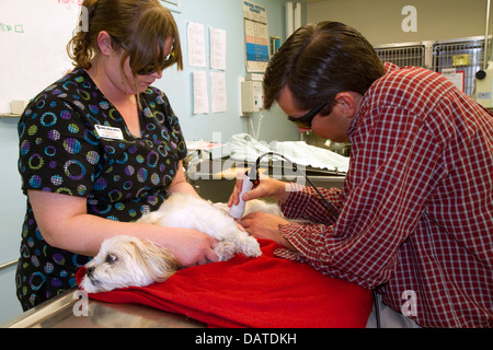 L'aide vétérinaire de la thérapie au laser sur un petit chien pour favoriser la guérison et stimuler l'écoulement de sang après la chirurgie à Boise, Idaho, USA. Banque D'Images