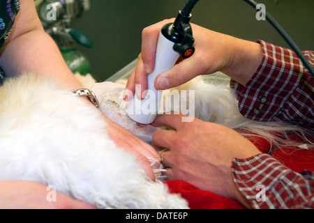 L'aide vétérinaire de la thérapie au laser sur un petit chien pour favoriser la guérison et stimuler l'écoulement de sang après la chirurgie à Boise, Idaho, USA. Banque D'Images