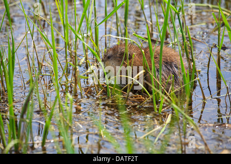 Le parc national Elk Island Banque D'Images