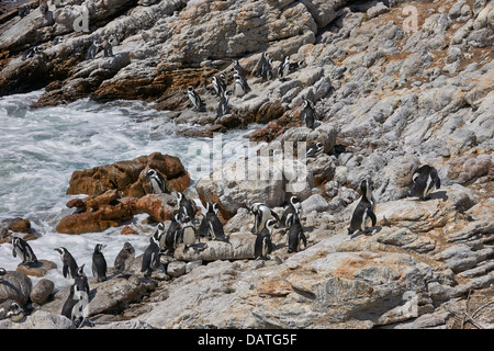 Colonie de Manchot Spheniscus demersus, sur des rochers, de Betty's Bay, Cape Town, Western Cape, Afrique du Sud Banque D'Images