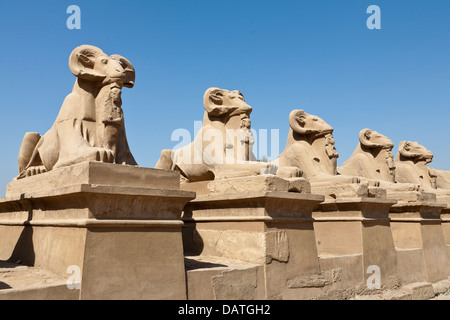 Sphinx tête de Ram sur l'entrée au Temple d'Amon à Karnak, Louxor Égypte Banque D'Images