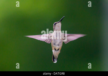 En vol des colibris aganist un fond vert clair Banque D'Images