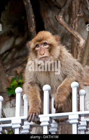 Gibraltar monkey (APE) ou Barbary macaque (Macaca sylvanus). Banque D'Images