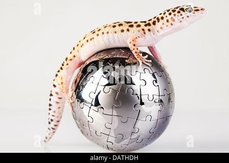 Globe dans gecko Banque D'Images