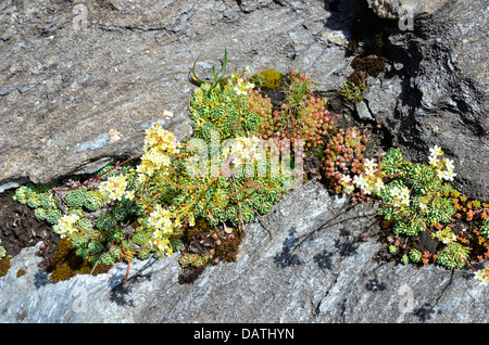 Un bel arrangement de white stonecrop autour d'un peu de rock dans la vallée de Fex, Suisse. Banque D'Images