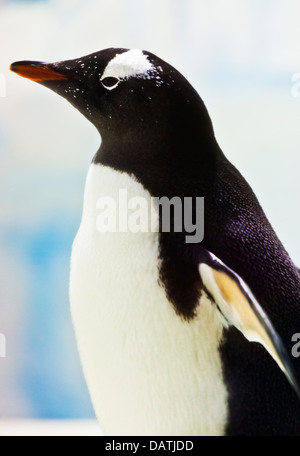 Penguin sur la glace Banque D'Images